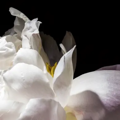 Les Trois Rois FDR Flowers 01